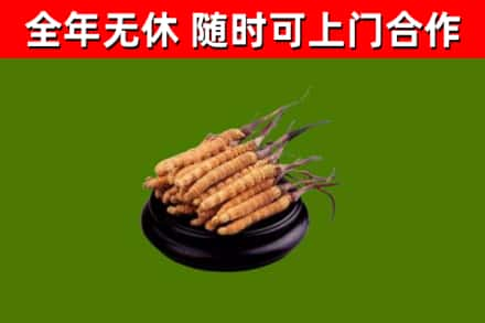 榆阳区回收冬虫夏草